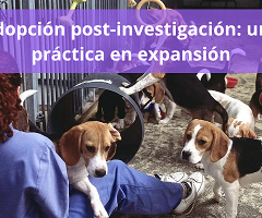 Cómo la adopción de animales de laboratorio está conquistando corazones y cambiando la ciencia
