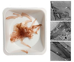 Cómo es el alga marina que podría reducir el uso de animales en pruebas científicas