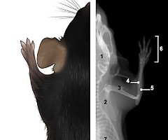 Publicado el primer Atlas de radiología del ratón