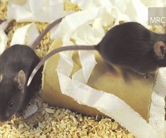¿Cómo ayudan los ratones en la investigación sobre audición?