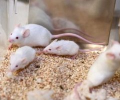 Audio: Reducing the use of animals in experiments