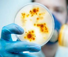 Las bacterias controladas por ultrasonido podrían convertirse en inmunoterapia contra el cáncer