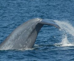 Las ballenas azules se 'broncean' para protegerse de la radiación ultravioleta