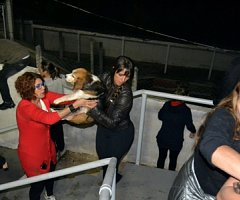 Activistas invaden el Instituto Royal de Brasil y secuestran perros y conejos