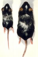 Aparición espontánea de una mutación Dominant Spotting en un ratón DBA/2J