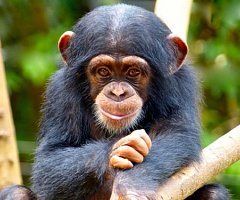 A los chimpancés se les contagia el bostezo humano a medida que crecen