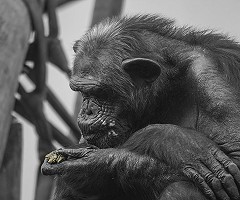 Los chimpancés parecen recordar mejor las cosas que los seres humanos, al menos a corto plazo