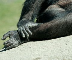 El pie humano tiene una flexibilidad parecida a la de los grandes simios