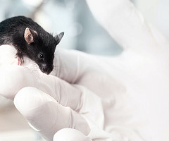 Experimentación animal, una práctica extremadamente regulada e indispensable para el avance científico