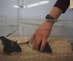 NC3Rs webinar: Tickling rats for improved welfare (Vimeo)