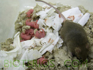 Enriquecimiento del microambiente del ratón: Papel descartable