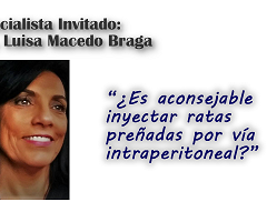 Dra. Luisa Macedo Braga: ¿Es aconsejable inyectar ratas preñadas por vía intraperitoneal?