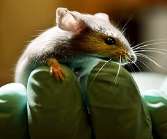 Un estudio muestra que el ayuno y la restricción calórica conducen a una vida más larga y saludable para los ratones