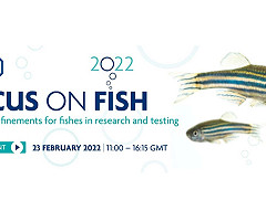 Focus on Fish: Practical refinements for fishes in research and testing (Evento online gratuito)