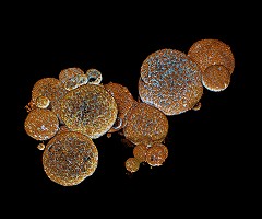 El veneno de serpiente ya se puede crear en el laboratorio