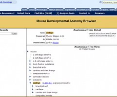 New GXD developmental anatomy ontology and search tool