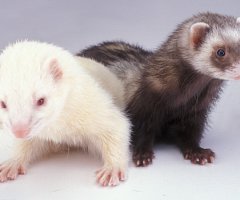 ¿Qué animales son estudiados por poseer características únicas?