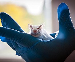 El INTA lanzó un servicio para control genético de ratones de laboratorio