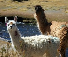 Un yogur con anticuerpos de llama para luchar contra los rotavirus