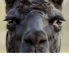 Winter, la llama que puede ser clave para encontrar una cura para el covid-19