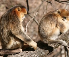 Los monos también sufren por la muerte de un ser querido