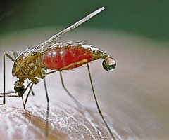 Nueva vacuna experimental contra la malaria