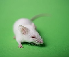 Vacuna contra COVID-19 cultivada en plantas transgénicas muestra resultados positivos en ratones