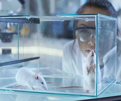 Demuestran en ratones que la melatonina podría ayudar a tratar el alzhéimer
