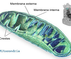 La edición genética muestra su potencial en ratones para tratar las enfermedades mitocondriales