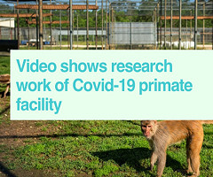 Video: Primates en Covid-19