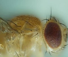 Investigadores argentinos crearon moscas que sufren Alzheimer