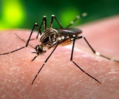 Prueban la eficacia de un mosquito capaz de bloquear la transmisión del dengue