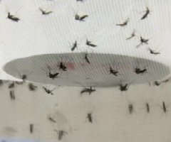 Los riesgos de los experimentos con mosquitos transgénicos en Panamá