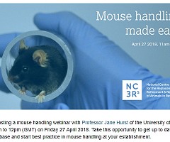 NC3Rs webinar – Mouse handling made easy: reducing anxiety in mice and their handlers (Gratuito)