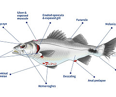 Nuevo manual de necropsia en peces: Herramienta esencial para la prevención de enfermedades