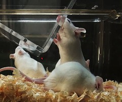 Sistema de Preferência e Rápida Eutanásia: Exemplos do Desenvolvimento da Ciência de Animais de Laboratório e o Bem-Estar de Camundongos