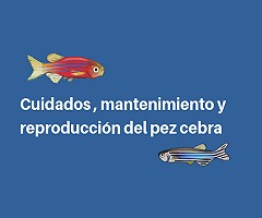 Aula Virtual Bioterio: Curso sobre Cuidado, Mantenimiento y Reproducción del Pez Cebra