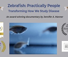 Documental multipremiado: Zebrafish: Practically People - Transforming How We Study Disease