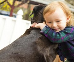 Los perros comparten áreas cerebrales auditivas con los humanos