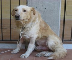 Secuencian el genoma de un cáncer venéreo que se transmite entre perros desde hace 11.000 años