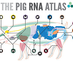 The Pig RNA Atlas