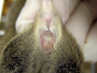 Detección del estro e inspección del tapón vaginal