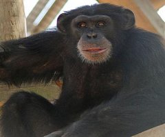 Una vacuna contra el ébola en chimpancés reabre el debate de los ensayos en animales cautivos