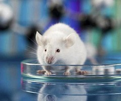 Prueban con éxito en ratones una vacuna contra el cáncer de piel