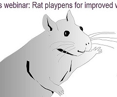 NC3Rs webinar: Rat playpens for improved welfare