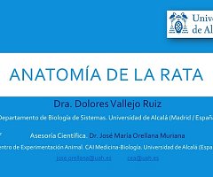 Video de la anatomía de la rata en español