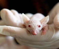 Desarrollan un virus que destruye todos los tipos de cáncer conocidos en ratones