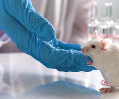 Un experimento de realidad virtual descubre que las ratas son capaces de “imaginar” sitios que han visitado antes