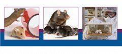 PDF Breeding Strategies for Maintaining Colonies of Laboratory Mice