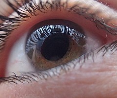 Logran revertir un tipo de ceguera mediante la regeneración de la retina